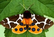 Бабочкой 2021 года в Германии будет медведица-кайя