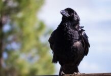 Фермеры Гессена жалуются на убытки от птиц