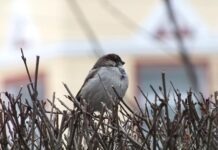 NABU призывает к участию в подсчёте зимующих птиц