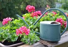 Акция «Фульда расцветает»