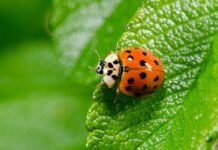 Азиатская божья коровка – новый победитель подсчёта насекомых в Германии