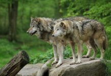 В Гессене впервые разрешен отстрел волков