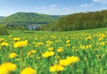 ЕС подаёт в суд на Германию из-за недостаточной защиты цветочных лугов