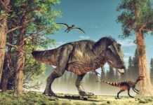 В Баварии обнаружена челюсть динозавра возрастом 230 миллионов лет