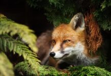 Гессенский ландтаг принял решение запретить «смертельные капканы»