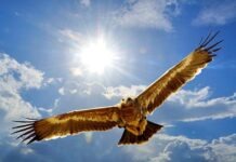 В Германии появятся ястребы-бородачи