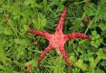 По всему Гессену распространяется гриб-осьминог