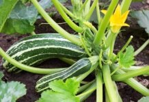 Рекорд на чемпионате овощей: житель Бранденбурга вырастил цуккини весом 56 килограммов