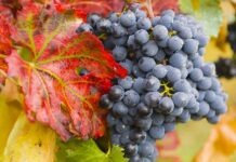 Сбор винограда в Рейнгау в самом разгаре