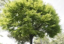 «Деревом года» снова стал европейский бук