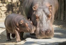 Бегемоты жили на Рейне гораздо дольше, чем было известно ранее