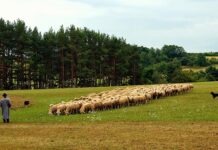 Из-за появления волка в Гессене владельцы пастбищных животных провели демонстрацию