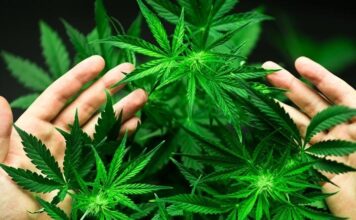 Бундестаг принял решение о контролируемой легализации каннабиса