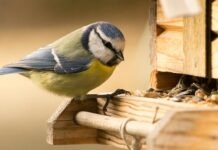 Nabu призывает подкармливать птиц уже в ноябре