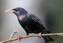 NABU рекомендует уже сейчас вешать кормушки для птиц