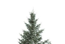 Самая одинокая рождественская ёлка в мире стоит на площади в Касселе