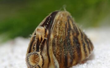 Квагга-мидия распространяется в немецких озёрах