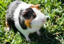 Морская свинка стала в Германии «Животным года»