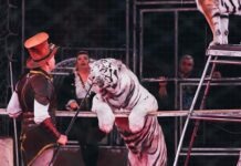 Город Родгау впервые в Германии запретил выступление животных в цирке