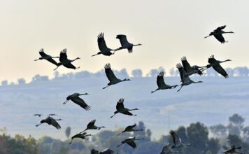 NABU призывает считать журавлей