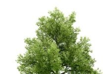 Округ Веттерау платит гражданам за посадку деревьев