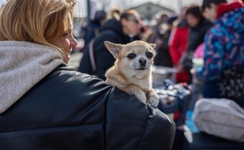 Беженцы с домашними животными в Германии. Правило ввоза животных в ЕС