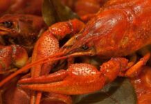 Пятый год подряд Берлин борется с болотными раками