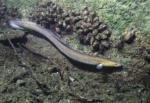 Волонтёры выпустили в Рейн 60 тысяч угрей для восстановления популяции