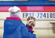 Вывоз ребенка из Германии в Украину: Что говорит Закон?