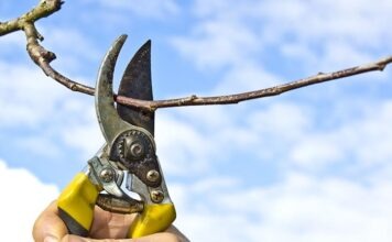 Уникальное зрелище: обрезка 300-летней липы во Франкфурте