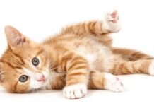 Какие имена для кошек являются самыми популярными в Германии