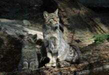 BUND Hessen предупреждает: бездомные кошки представляют угрозу для европейских диких кошек