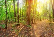 Из-за засухи деревья в гессенских лесах сбрасывают листву раньше