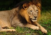 Лев Кирон переезжает из франкфуртского зоопарка в Баварию