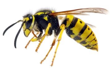 Осторожно, осы!