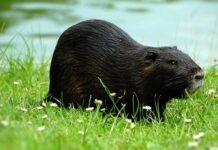 Распространение нутрий в Германии может привести к проблемам