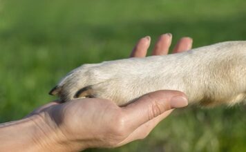 В Министерстве сельского хозяйства вводится должность уполномоченного по защите животных