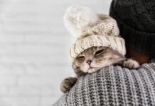 Коты по-прежнему являются самыми любимыми домашними животными жителей Германии