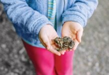 Водяная лягушка станет «Земноводным года»