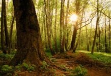 Из-за экстремальной погоды владельцы лесов обращаются за помощью к правительству