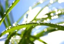 Немецкие учёные открыли несколько новых растений благодаря соцсетям