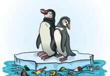 В Арктике обнаружено много пластиковых отходов из Германии