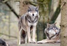 Волки в Гессене: детский сад отменил походы в лес