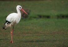 В Гессен начинают возвращаться аисты