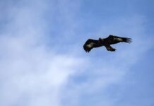 В Гессене впервые за 80 лет был замечен беркут