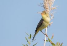 В немецких парках снова поют соловьи