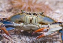 В Балтийском море впервые обнаружен синий краб