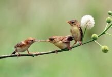 Что показал «Час садовых птиц»