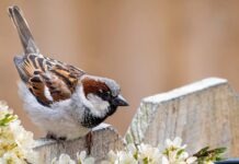 NABU призывает присоединиться к участию в акции «Час садовых птиц»