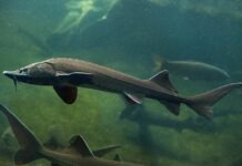 В Одер выпустят две тысячи осетров